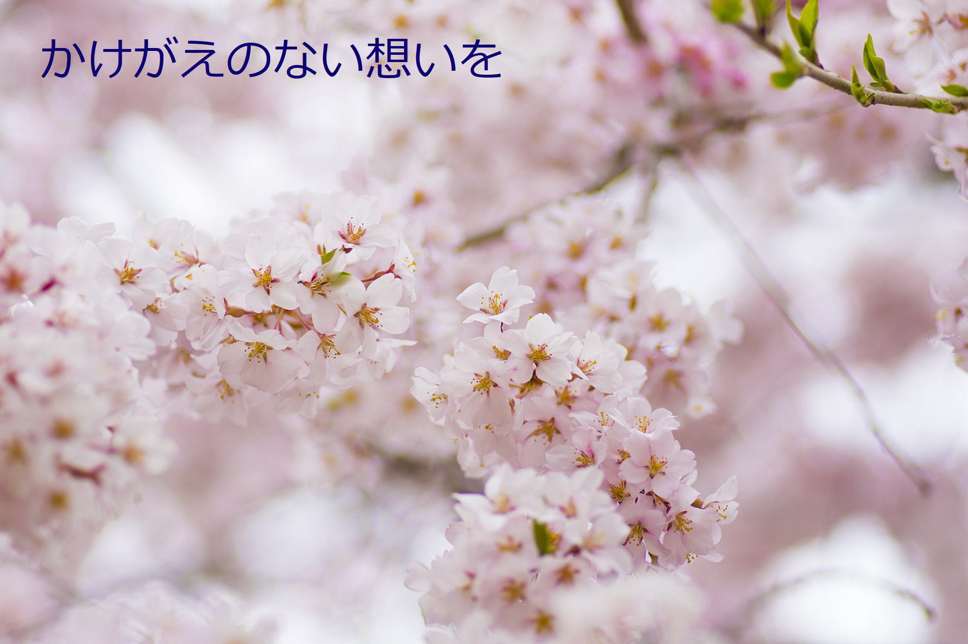 かけがえのない想いを